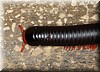 Ephibolus pulchripes.JPG