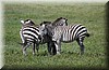 Equus quagga.JPG
