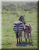 Equus quagga4.JPG