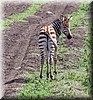 Equus quagga5.JPG