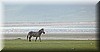 Equus quagga6.JPG