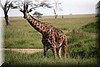 Giraffa camelopardalis.JPG