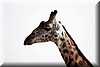 Giraffa camelopardalis2.JPG