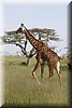 Giraffa camelopardalis3.JPG