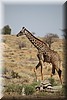 Giraffa camelopardalis6.JPG