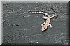 Hemidactylus mabouia.JPG