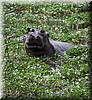 Hippopotamidae2.JPG