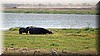 Hippopotamidae7.JPG