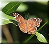 Junonia natalica2.JPG