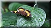 Junonia terea.JPG