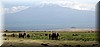 Kilimanjaro.JPG