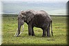 Loxodonta2.JPG