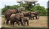 Loxodonta5.JPG