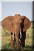 Loxodonta6.JPG