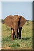 Loxodonta8.JPG