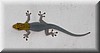 Lygodactylus2.JPG