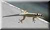 Lygodactylus4.JPG