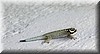 Lygodactylus5.JPG