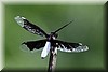 Palpopleura portia.jpg