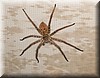 Palystes sp.JPG