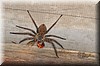 Palystes sp2.JPG