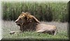Panthera leo.JPG