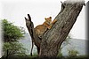 Panthera leo10.JPG