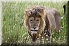 Panthera leo4.JPG