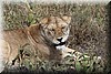 Panthera leo6.JPG