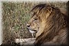 Panthera leo7.JPG
