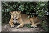Panthera leo9.JPG