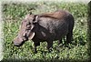 Phacochoerus2.JPG