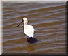 Platalea alba.JPG