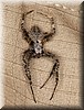 Rain Spider.JPG