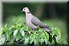 Streptopelia semitorquata.JPG