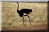 Struthio camelus.JPG