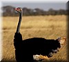 Struthio camelus2.JPG