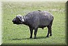 Syncerus caffer.JPG