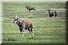 Taurotragus oryx.JPG
