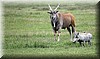 Taurotragus oryx2.JPG