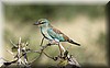coracias garrulus2.JPG