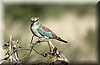 coracias garrulus3.JPG