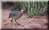 francolinus leucoscepus3.JPG