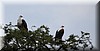 haliaeetus vocifer.JPG