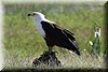 haliaeetus vocifer3.jpg