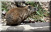 procavia capensis2.JPG