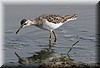 tringa nebularia2.jpg